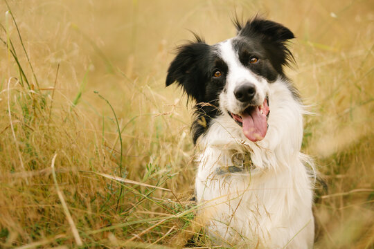 Adorable fluffy Border Collie dog sitting with tongue out in grass in field and looking at camera