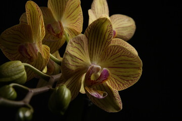 close-up of flowering buds on a peduncle of a phalaenopsis orchid, yellow petals with pink veins, on a dark background