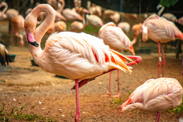 pink flamingos, south america