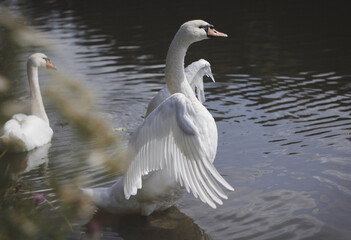 Fototapeta premium Swans on the lake