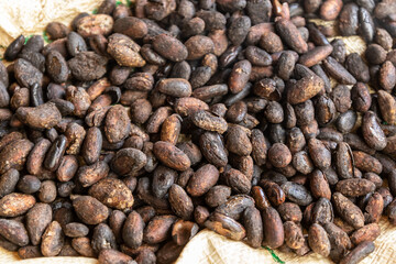 fresh roasted Cacao beans peeled