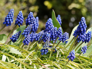 (Muscari neglectum) Weinbergs-Traubenhyazinthe. Cluster von duftenden schwarzblauen Blüten,...