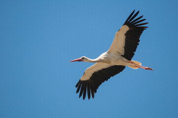 Cigüeña blanca (Ciconia ciconia) volando en libertad bajo un cielo azul despejado.