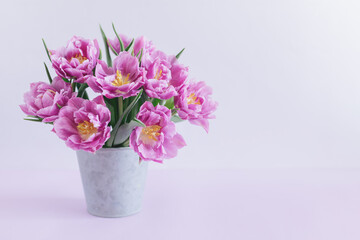 Tender violet tulips in a vintage pot on a pastel violet background. Greeting card for Women's day.