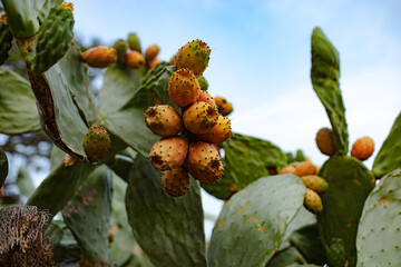 wide delicious cacti fruit in nature