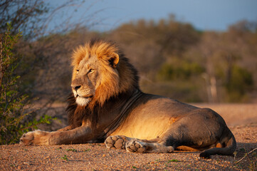 Portrait of a large male lion seen on a safari in South Africa