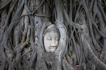 Ancient Buddha head embedded in roots of old banyan tree growing on territory of Wat Mahathat temple in Ayutthaya