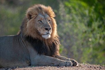 Portrait of a large male lion seen on a safari in South Africa