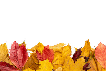 Naklejka na ściany i meble Autumn colored falling maple leaves isolated on white background.