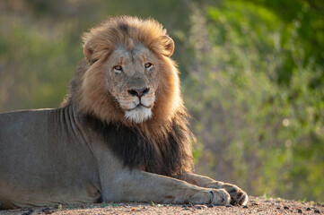 Portrait of a large male lion seen on a safari in South Africa