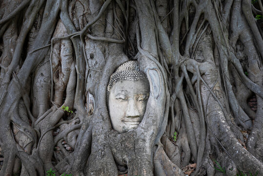 Ancient Buddha head embedded in roots of old banyan tree growing on territory of Wat Mahathat temple in Ayutthaya