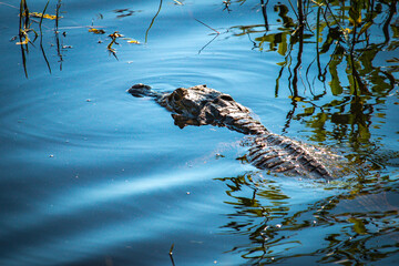 caiman in pantanal, brazil, wildlife