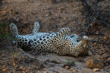 A female Leopard seen on a safari in South Africa