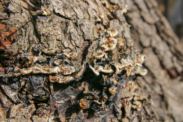 bark of wood attacked by lichen