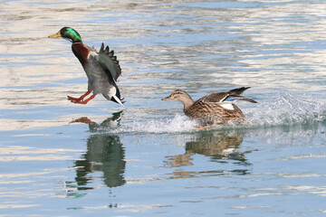 Mallard ducks jumping in water and swimming. Taking off and landing in lake on beautiful sunny early spring day

