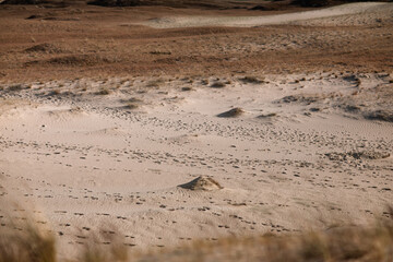 golden sand dunes with grass