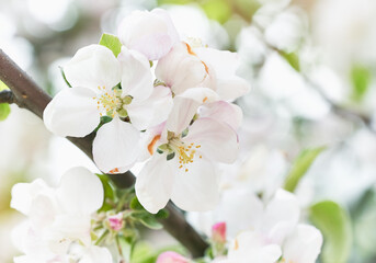 Naklejka na ściany i meble Apple tree blossom close-up. White apple flower on natural white and green background. 