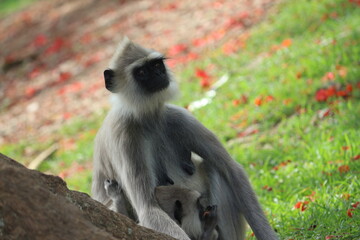 Fototapeta premium Monkey