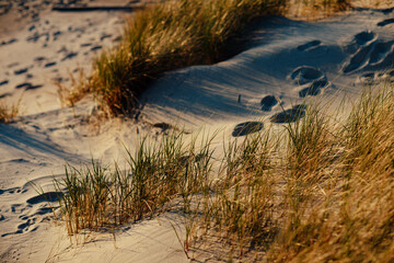 Green and Yellow Beach Grass in the dunes with Swaying in the Wind on the golden hour by the sea