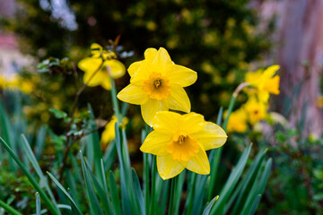 yellow daffodils at the start of spring in Alexandria, Virginia
