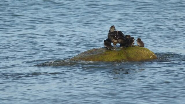 The common eider, Somateria mollissima.  One adult female bird swimming in the water and the other standing on the stone with chicks on a windy yet sunny day