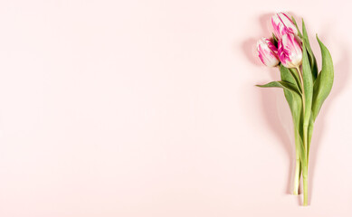 Pink tulips on pink background, copy space