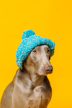 Adorable funny purebred Weimaraner dog dressed in blue knitted hat sitting against yellow background in studio
