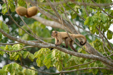 Hooded capuchin monkey (Cebus apella cay)