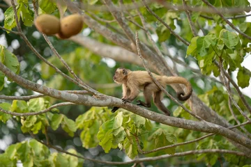 Gordijnen Hooded capuchin monkey (Cebus apella cay) © Johannes Jensås
