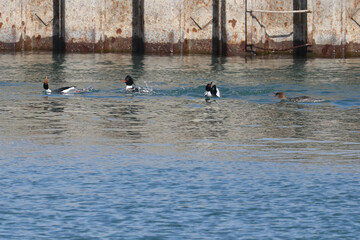 Red breasted merganser males flying and fighting over females on lake in early spring
