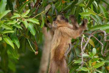 Hooded capuchin monkey (Cebus apella cay)