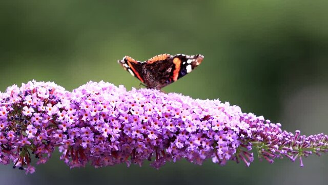 butterfly admiral Vanessa atalanta on lilac flower
