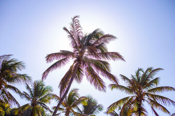Fototapeta na wymiar Coconut trees against the sun