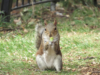 A humorous shot of a cute Grey Squirrel (Sciurus carolinensis)  with an acorn in its mouth         