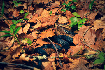 reproduction of snakes