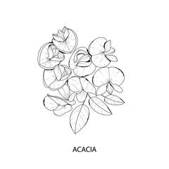Botanical illustration. Acacia flower. Black and white vector illustration