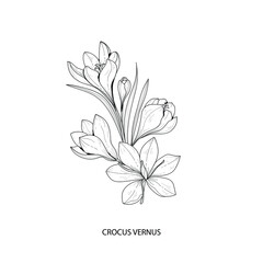 Botanical illustration. crocus vernus flower. Black and white vector illustration
