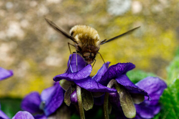 A great bumblebee hover on a flower