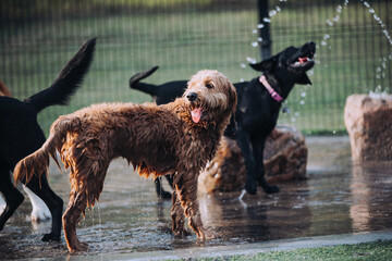 Dog smiling with tongue out at the dog park on a sunny day. Dogs playing at dog park with water and other friends.
