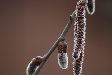 branches with catkins