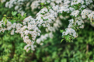 Lovely delicate cherry blossom in warm spring weather for background