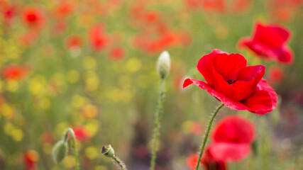 Close up of red poppy flower in the foreground on blurred field meadow background.Floral design with summer wildflowers.Remembrance day,Anzac day,memory symbol of First World War.Drug,opium