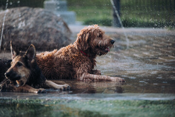 Dog smiling with tongue out at the dog park on a sunny day. Dogs playing at dog park with water and other friends.