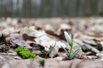 The first spring flower - a snowdrop in the forest. Awakening of nature. Springtime. Selective focus