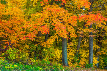 colorful autumn trees 