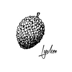 Hand drawn lychee fruit isolated on white background. Vector illustration in detail sketch style