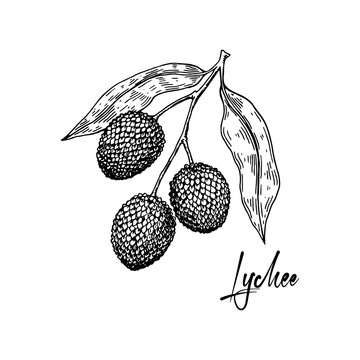 Seamless drawing of an exotic litchi fruit and a hand-drawn sketch style  stain. Lychee. Abstract pink spots. Fruit. Vector simple illustration  7523159 Vector Art at Vecteezy