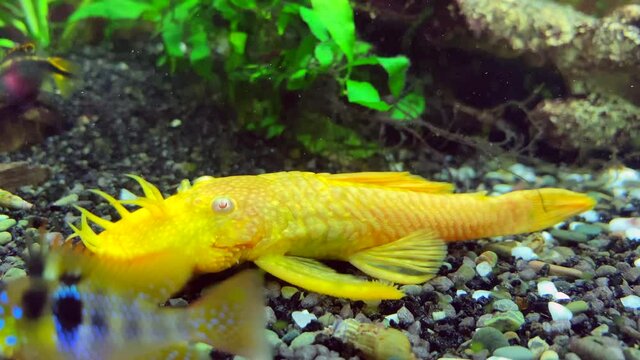 Yellow ancistrus  fish swims in Freshwater Aquarium