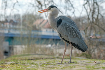 Héron cendré debout sur un île