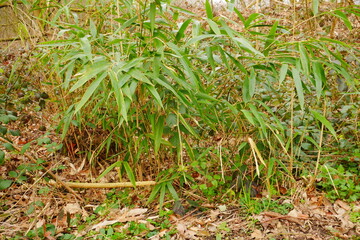 bamboo bush in spring forest